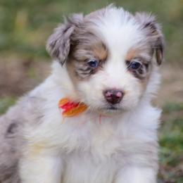 Red orange girl - Red merle female Australian Shepherd puppy in Clarkrange, Tennessee from Vom Wolff