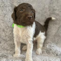 Cortland - Parti male Poodle puppy in Julian, California from Above the Pines Poodles