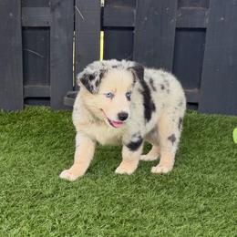 Sara - Blue merle female Australian Shepherd puppy in Oak Hill, Florida from Swingin T Ranch LLC