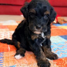 Hondo - Tri-color male Bernedoodle puppy in Dundee, Ohio from Down Home Doodle