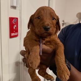 Purple - Red  female Goldendoodle puppy in Bakersfield, California from Lavish Doodles