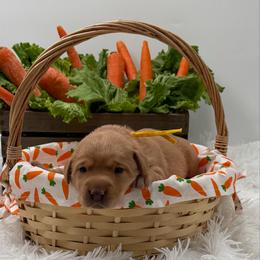 Yellow - Yellow female Labrador Retriever puppy in Heath Springs, South Carolina from Rich Hill Retrievers