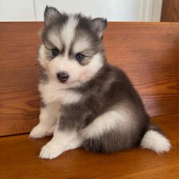 Nova - Gray and white female Pomsky puppy in La Verne, California from Red Cedar Pomskies