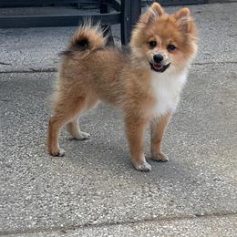 Jasper - Orange sable male Pomeranian puppy in Ocala, Florida from Roxy's Pomeranian Puppies