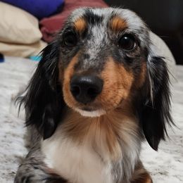 Peaches - Dachshund