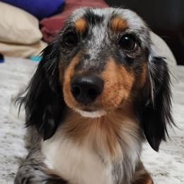 Peaches - Dachshund