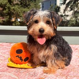Loki - Black and gold male Yorkshire Terrier puppy in Plano, Illinois from Velvet Fluffy Pups