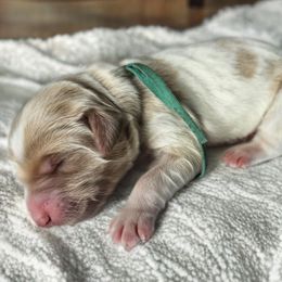 Dasher (Green Band) - Parti male Labradoodle puppy in Plainfield, New Jersey from Caris Paws Poodles and Labradoodles