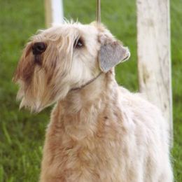 Soft Coated Wheaten Terriers from Stratford Wheatens