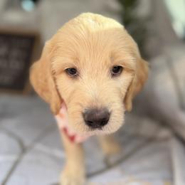 Goldendoodle Puppies from Unike Puppies