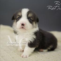 Roman 4 - Black and tan male Pembroke Welsh Corgi puppy in Straughn, Alabama from Magnolia Creek Corgis