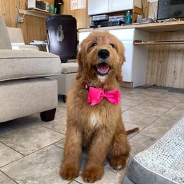 Parfait - Apricot female Goldendoodle puppy in Sugarcreek, Ohio from True Hearted Doodles