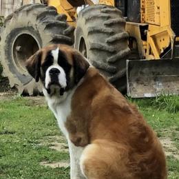 Molly - Saint Bernard
