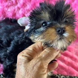 Bella - Black and tan female Yorkshire Terrier puppy in Owasso/Tulsa, Oklahoma from Prestigious Pups
