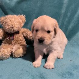 Pearlie - Light golden female Golden Retriever puppy in Ennis, Texas from Amberidge Golden Retrievers
