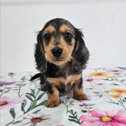 Black and tan dapple female 2 (3208.56) - Dapple female Dachshund puppy in Belle Rive, Illinois from Akin's Miniature Dachshunds, LLC