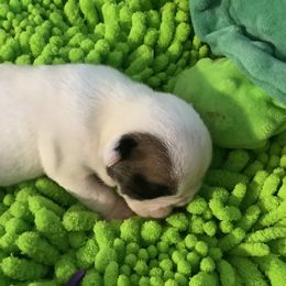 Girl 1 - White female Bulldog puppy in Tierra Verde, Florida from Destiny Kennel