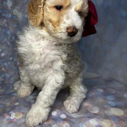 Goldendoodle puppies from Jax Doodles