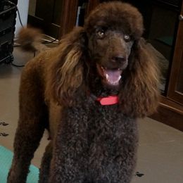 Jude - Poodle