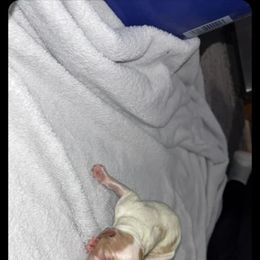 Leo - Parti male Goldendoodle puppy in Pleasant Hill, Iowa from Courtney Nicole's Mal Shihs & Goldendoodles