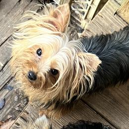 Natalie - Yorkshire Terrier