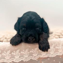 Beauty - Phantom female Bernedoodle puppy in North Carolina from Tuxedo Mountain Doodles