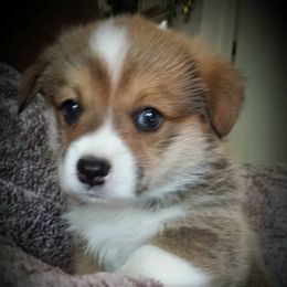 Pembroke Welsh Corgis from Main Street Corgis