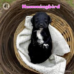Hummingbird - Black and white female Bernedoodle puppy in Banner Elk, North Carolina from Walnut Tree Bernedoodles
