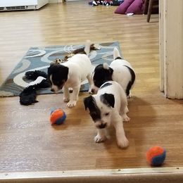 Jack Russell Terrier Puppies from Hidden Acres Working Jack Russell Terriers