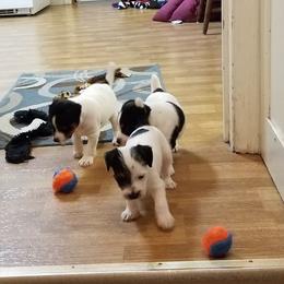 Jack Russell Terrier Puppies from Hidden Acres Working Jack Russell Terriers