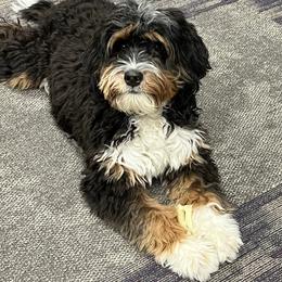 Ami - Bernedoodle