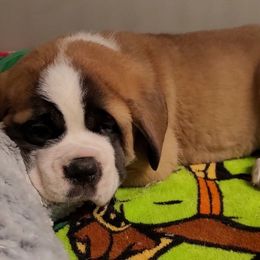 Boy 4 - Red and white Saint Bernard puppy in Brandon, South Dakota from Split Rock Saints