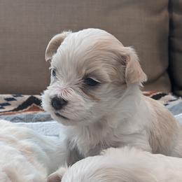 Havanese and Rottweiler Puppies from AKC Rottweilers and Havanese