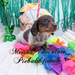 Meeska - Dapple female Dachshund puppy in Prairieville, Louisiana from Southern Barron Danes & Dachshunds