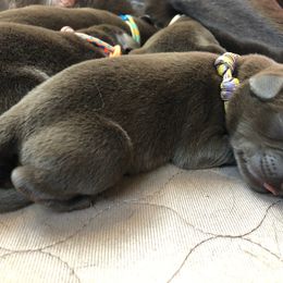 Labrador Retriever Puppies from Goshen Swamp Retrievers