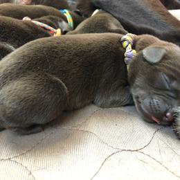 Labrador Retriever Puppies from Goshen Swamp Retrievers