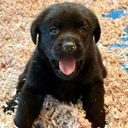 Patriot - Black male Labrador Retriever puppy in Davenport, New York from New England Premier English Labradors