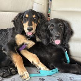 Golden Mountain Doodle Puppies from Turpin Ranch