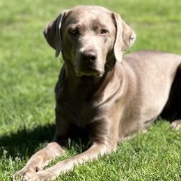 Labrador Retrievers from Silver Ridge Labradors