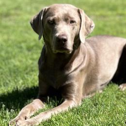 Labrador Retrievers from Silver Ridge Labradors