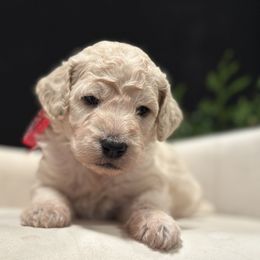 Frosty - Cream male Goldendoodle puppy in Rainier, Oregon from Beaver Springs Puppies