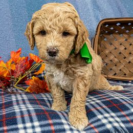 Cashew - Cream male Goldendoodle puppy in Roy, Utah from Doodles are Amazing