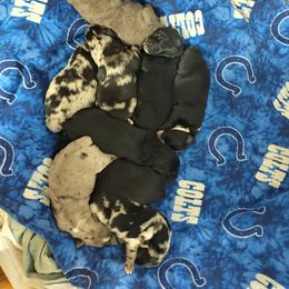 Australian Shepherd Puppies from J&J Kennel