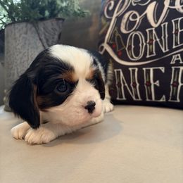 Holly - Tri-color female Cavalier King Charles Spaniel puppy in Maryland from Trina’s Little Lap Dogs