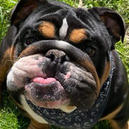 Clyde - Bulldog