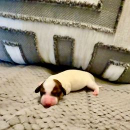 Mayhem - Piebald male Dachshund puppy in Russellville, Arkansas from Cains River Valley Dachshunds