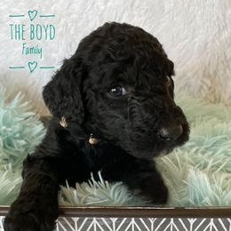 Aussiedoodle and Australian Shepherd Puppies from Dunroamin Farms Australian Shepherds and Aussiedoodles