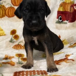 Ichabod - Black male Great Dane puppy in Altoona, Alabama from Sovereignty Woods Great Danes