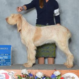 Spinoni Italiani from Millers Point Versatile Gun Dogs