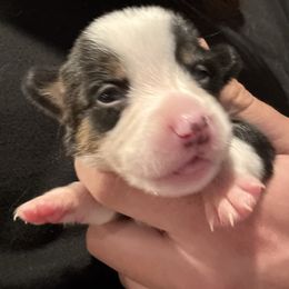 Vixen - Black and tan female Pembroke Welsh Corgi puppy in Orangevale, California from Corgis of the Heart
